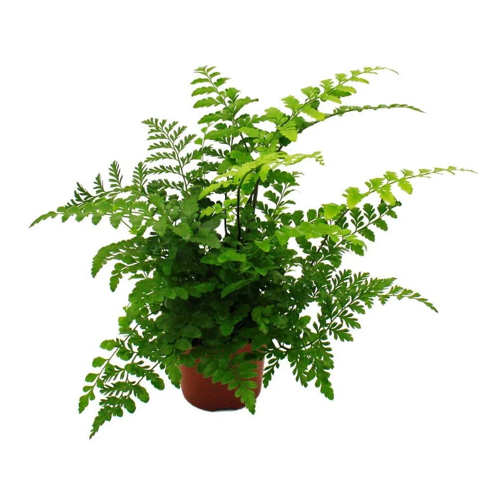 Exotenherz Asplenium Farn Nestfarn 12cm Topf ca. 25cm hoch