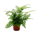 Exotenherz Asplenium Farn Nestfarn 12cm Topf ca. 25cm hoch Bild 2