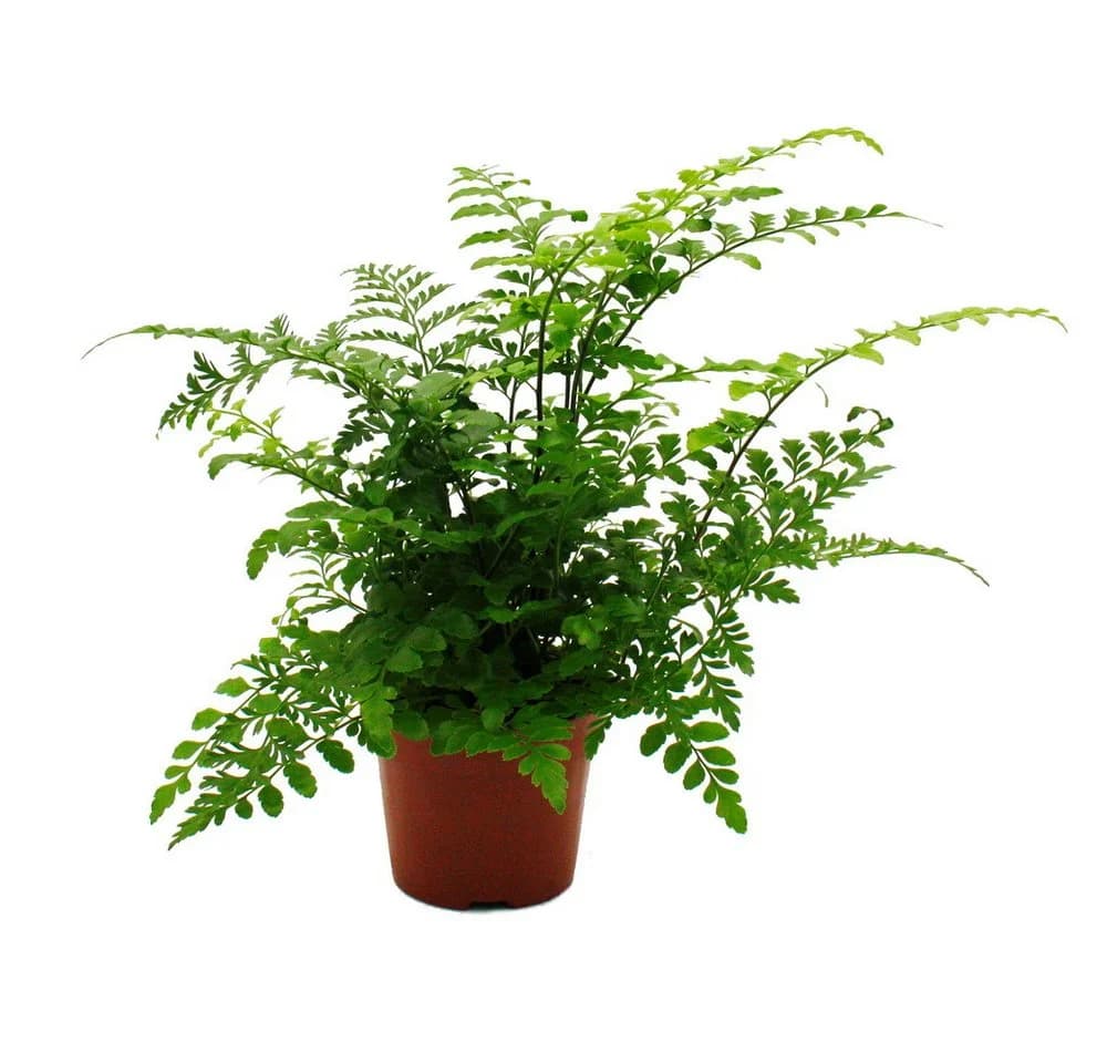 Exotenherz Asplenium Farn Nestfarn 12cm Topf ca. 25cm hoch - Bild 2