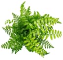 Exotenherz Asplenium Farn Nestfarn 12cm Topf ca. 25cm hoch Bild 3