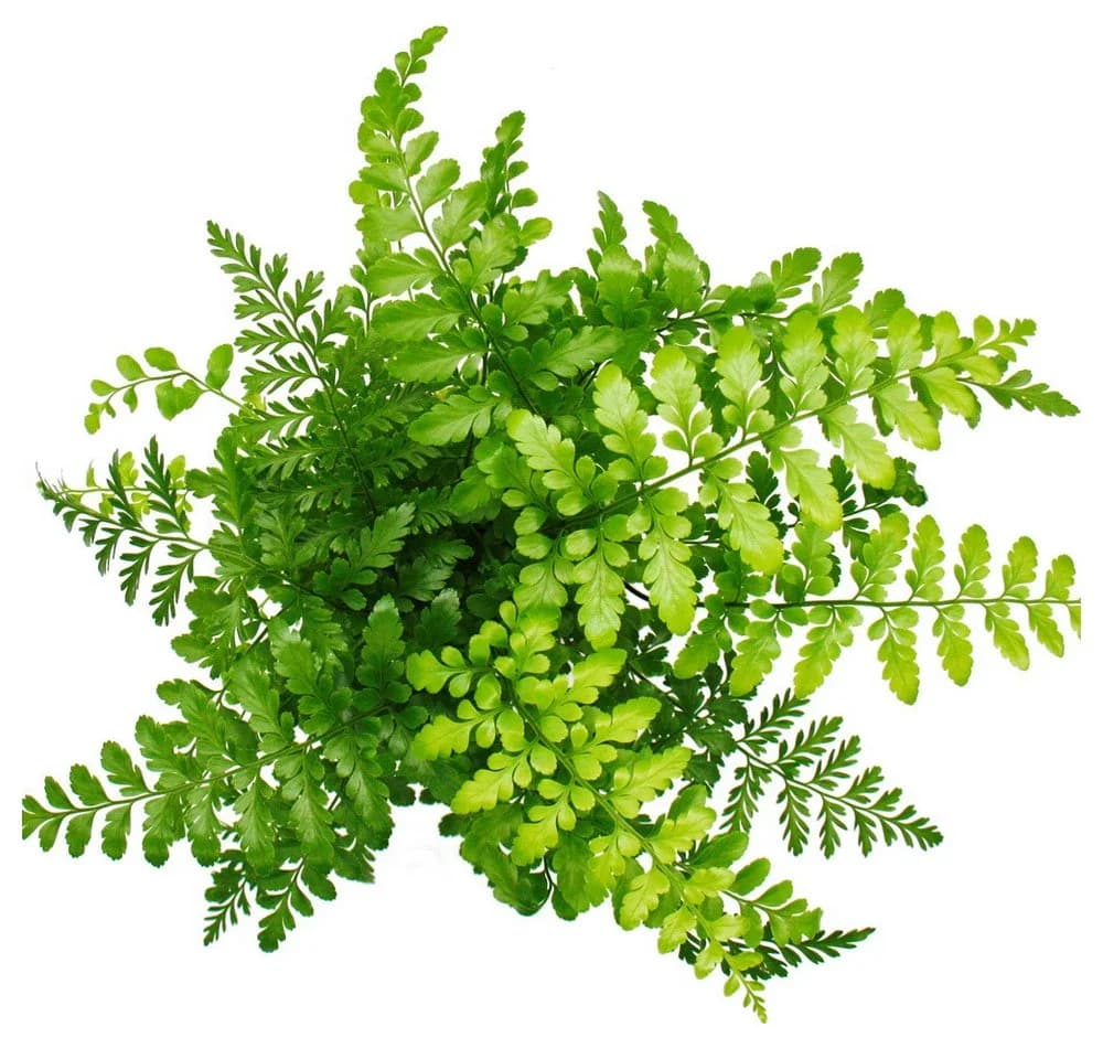 Exotenherz Asplenium Farn Nestfarn 12cm Topf ca. 25cm hoch - Bild 3