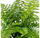 Exotenherz Asplenium Farn Nestfarn 12cm Topf ca. 25cm hoch Bild 4