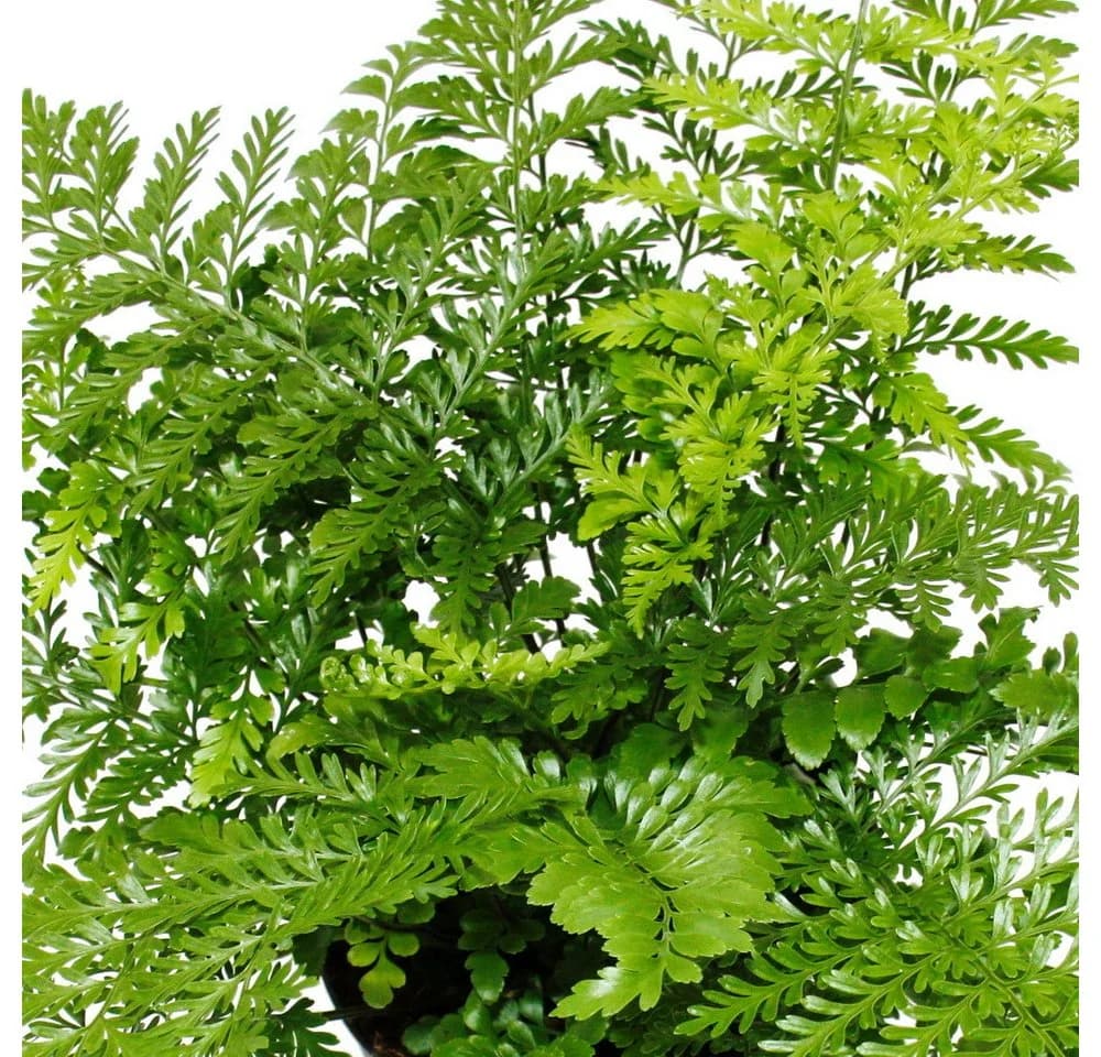 Exotenherz Asplenium Farn Nestfarn 12cm Topf ca. 25cm hoch - Bild 4