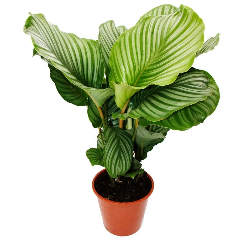 Exotenherz Zimmerpflanze Zebra-Look Calathea orbifolia 19cm Topf