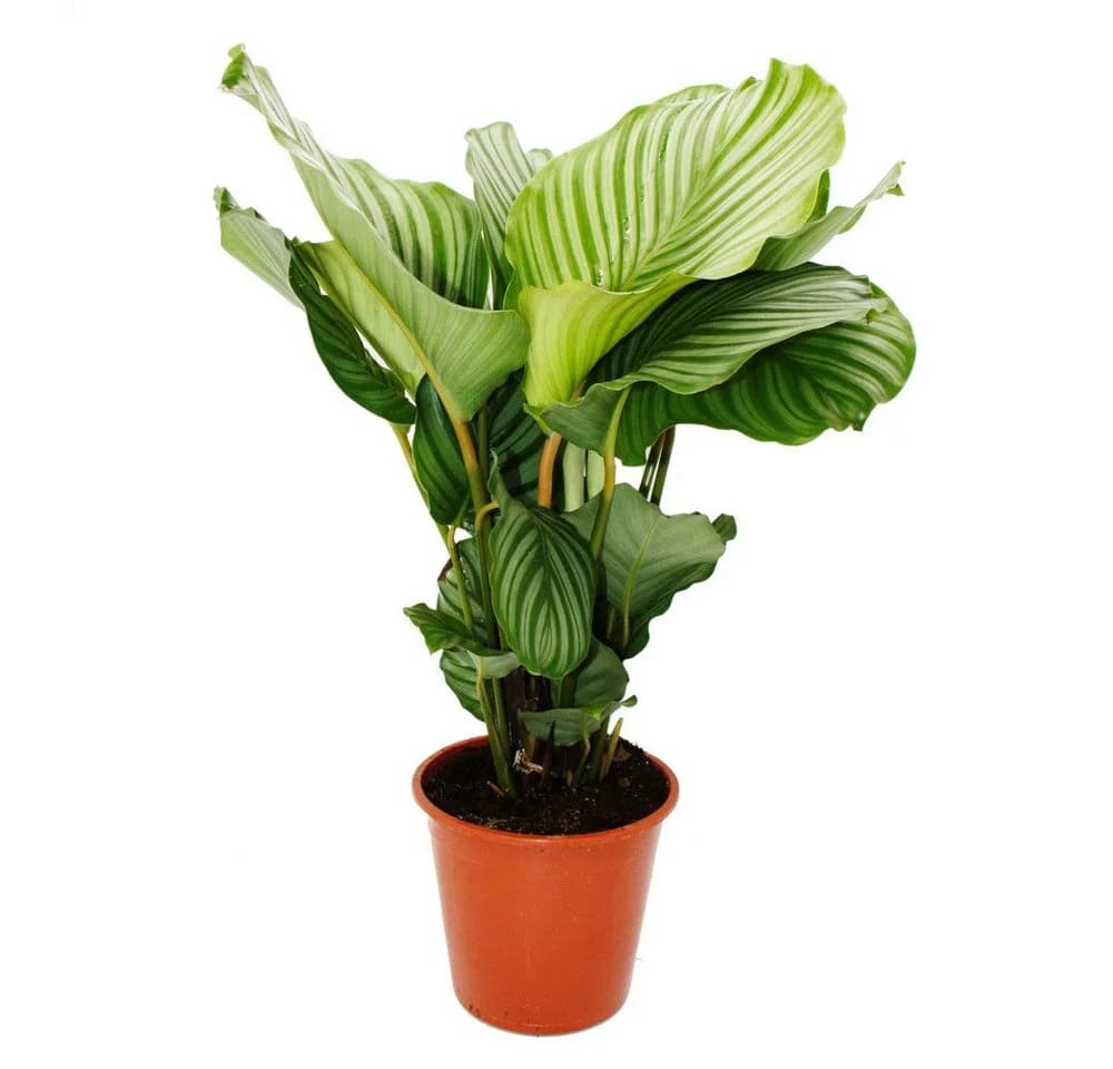 Exotenherz Zimmerpflanze Zebra-Look Calathea orbifolia 19cm Topf - Bild 2