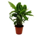 Exotenherz Calathea zebrina Gestreifte XXL-Schattenpflanze 19cm Topf Bild 1