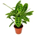 Exotenherz Calathea zebrina Gestreifte XXL-Schattenpflanze 19cm Topf Bild 3