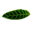 Exotenherz Calathea zebrina Gestreifte XXL-Schattenpflanze 19cm Topf Bild 4
