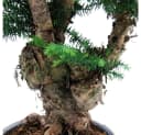 Exotenherz Zimmerpflanze Araucaria cunninghamii Bonsai Weiß Keramik Bild 1