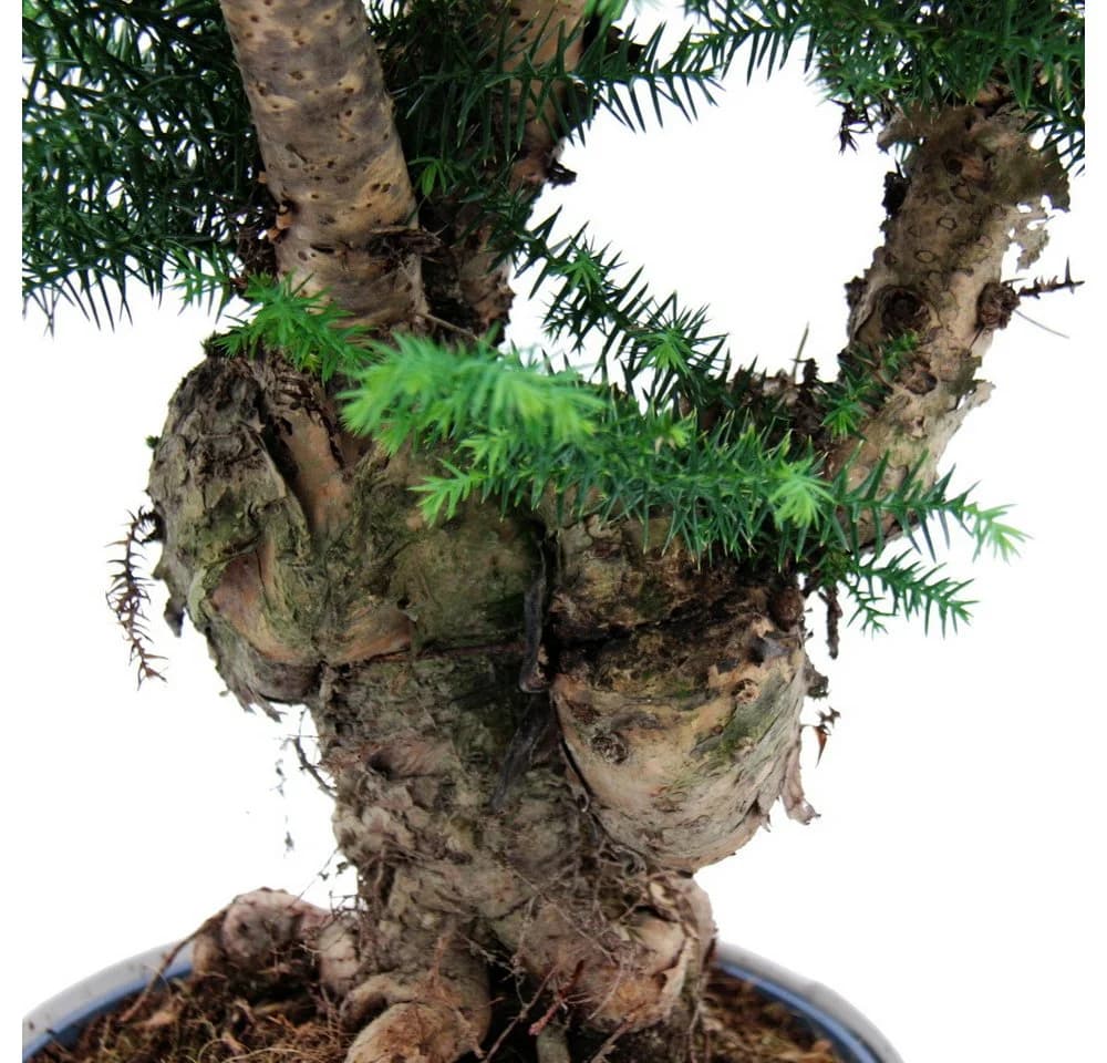 Exotenherz Zimmerpflanze Araucaria cunninghamii Bonsai Weiß Keramik - Bild 1