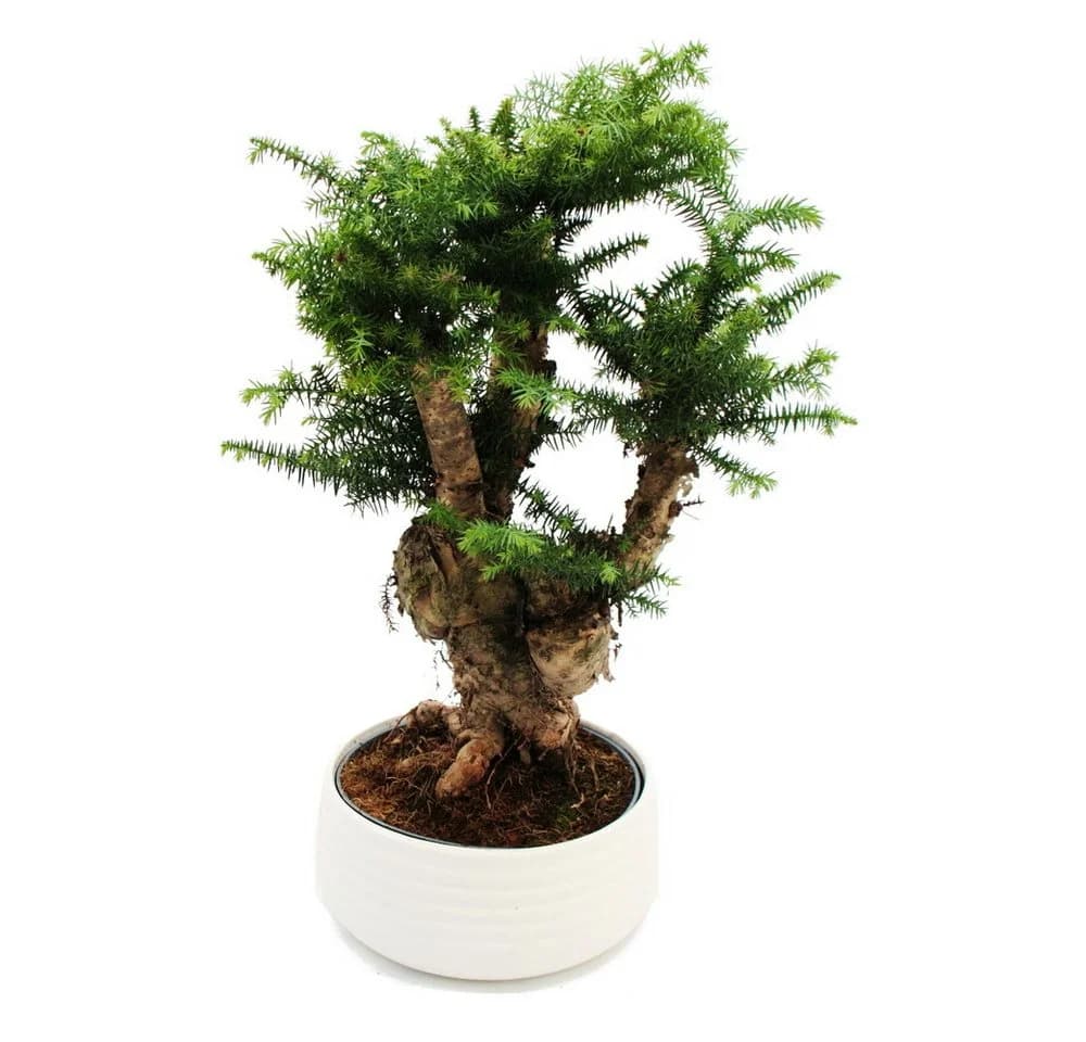 Exotenherz Zimmerpflanze Araucaria cunninghamii Bonsai Weiß Keramik - Bild 2