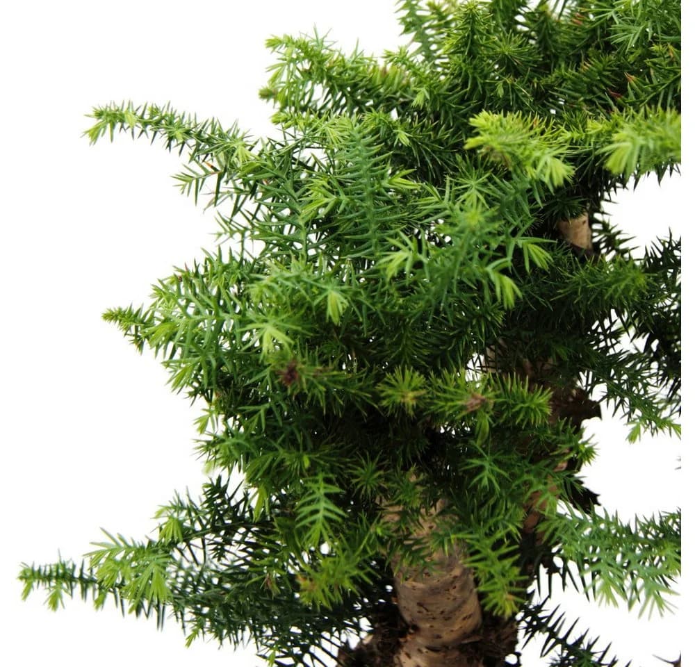 Exotenherz Zimmerpflanze Araucaria cunninghamii Bonsai Weiß Keramik - Bild 3