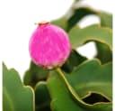 Exotenherz Blattkaktus Epiphyllum guatemalense var. monstrose 14cm Ampeltopf Bild 1