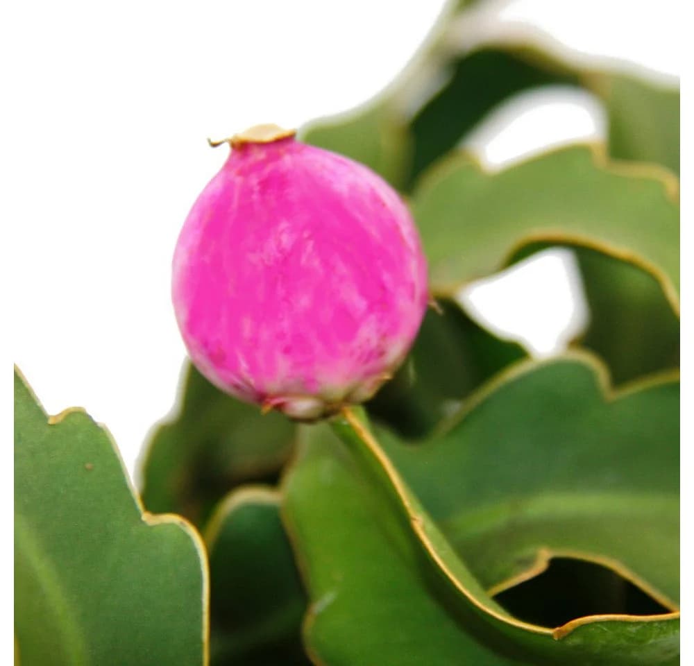 Exotenherz Blattkaktus Epiphyllum guatemalense var. monstrose 14cm Ampeltopf