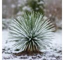 Exotenherz Palmlilie Yucca rostrata Winterhart Bild 1