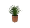 Exotenherz Palmlilie Yucca rostrata Winterhart Bild 2