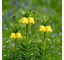 Exotenherz Kaiserkrone Fritillaria 'Lutea' Blumenzwiebeln Gelb (5 Stück) Bild 1
