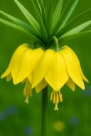 Exotenherz Kaiserkrone Fritillaria 'Lutea' Blumenzwiebeln Gelb (5 Stück) Bild 3