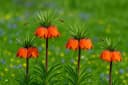 Exotenherz Kaiserkrone Fritillaria Rubra Blumenzwiebeln 5 Stk Rot Bild 1