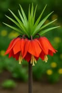 Exotenherz Kaiserkrone Fritillaria Rubra Blumenzwiebeln 5 Stk Rot Bild 2