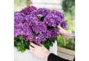 Exotenherz Hortensia Hydrangea Lila 7-12 Blüten 23cm Topf Bild 1