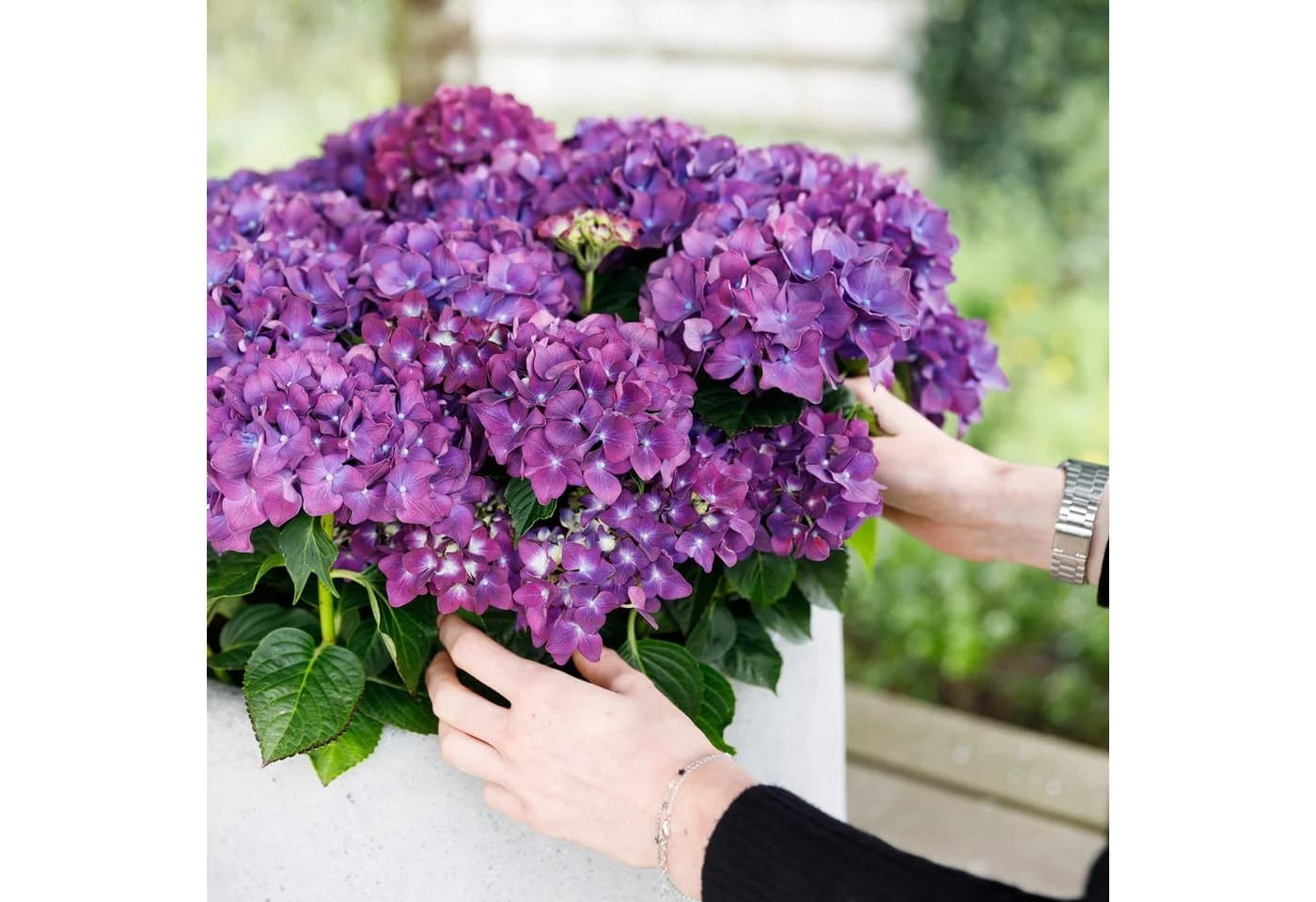 Exotenherz Hortensia Hydrangea Lila 7-12 Blüten 23cm Topf