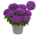 Exotenherz Hortensia Hydrangea Lila 7-12 Blüten 23cm Topf Bild 2