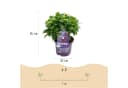 Exotenherz Hortensia Hydrangea Lila 7-12 Blüten 23cm Topf Bild 3