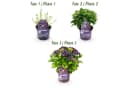 Exotenherz Hortensia Hydrangea Lila 7-12 Blüten 23cm Topf Bild 4