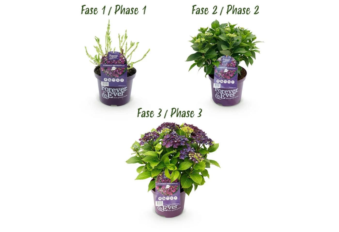 Exotenherz Hortensia Hydrangea Lila 7-12 Blüten 23cm Topf - Bild 4