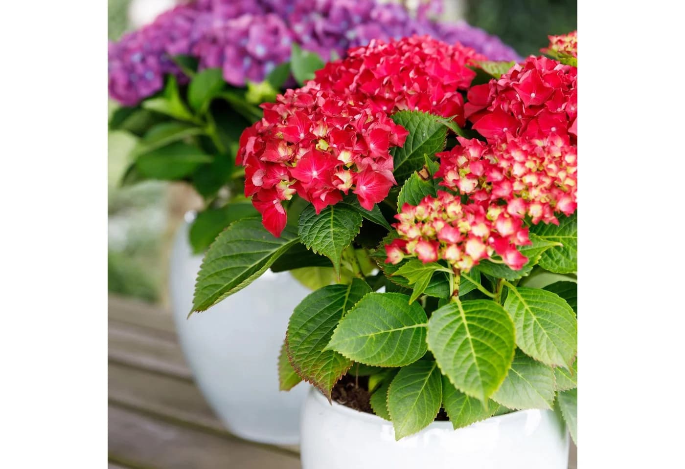 Exotenherz Hortensia Hydrangea Rot 7-12 Blüten 23cm Topf