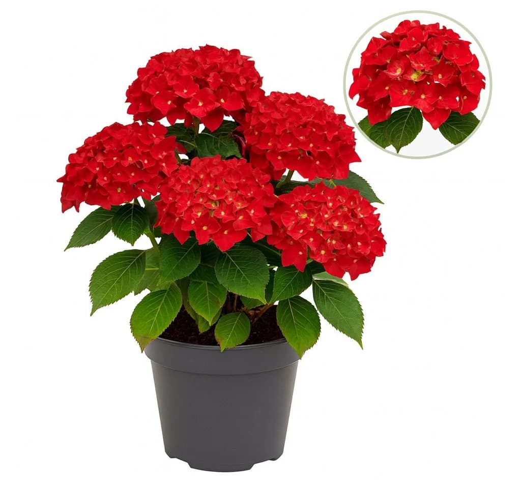 Exotenherz Hortensia Hydrangea Rot 7-12 Blüten 23cm Topf - Bild 2