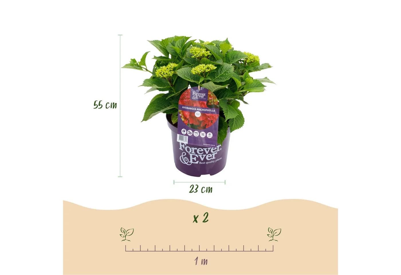 Exotenherz Hortensia Hydrangea Rot 7-12 Blüten 23cm Topf - Bild 3