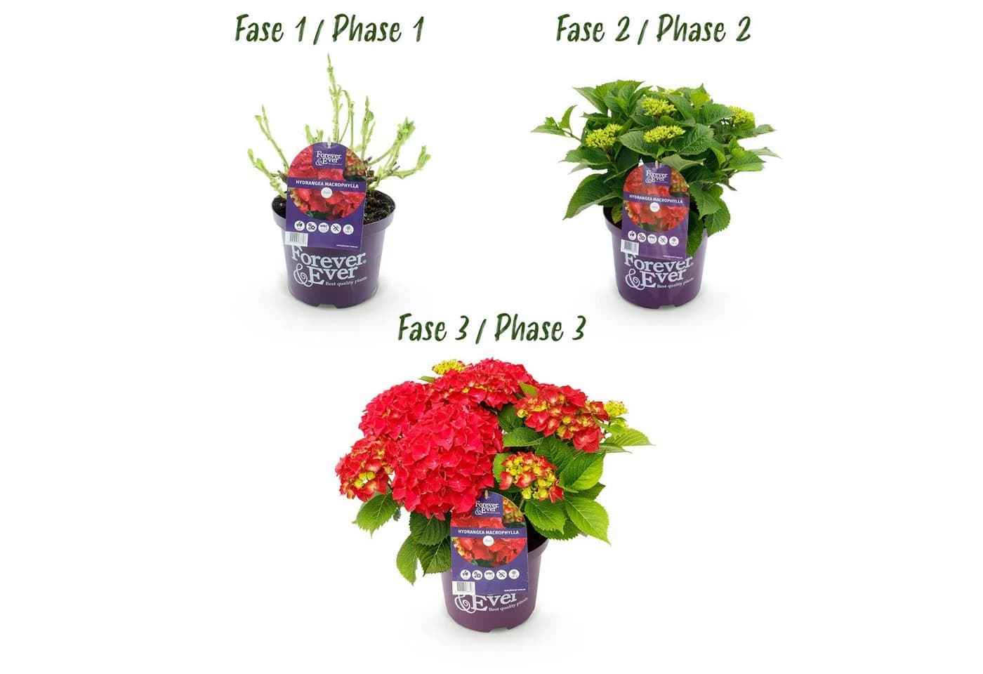 Exotenherz Hortensia Hydrangea Rot 7-12 Blüten 23cm Topf - Bild 4