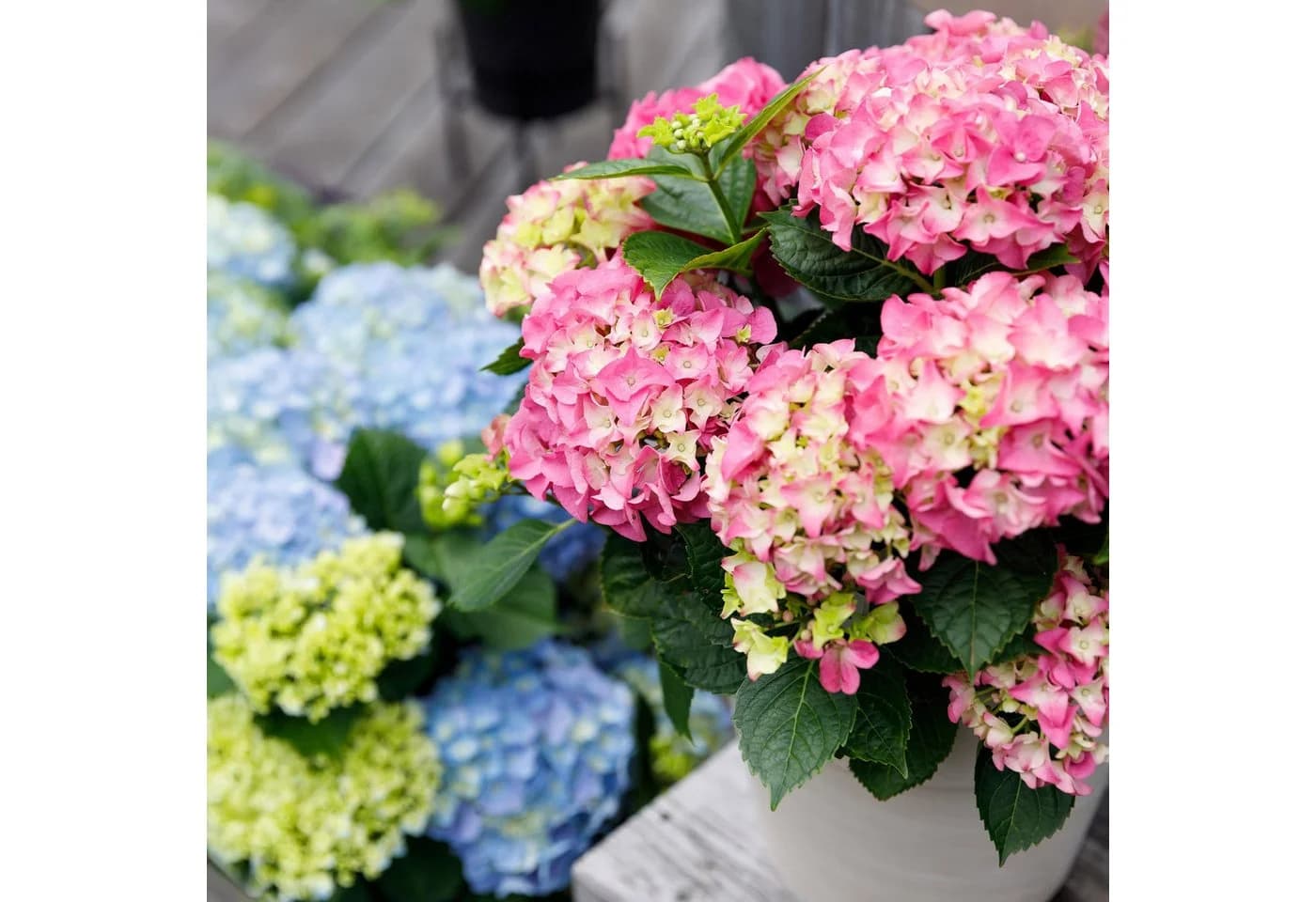 Exotenherz Hortensia Hydrangea Rosa 7-12 Blüten 23cm Topf