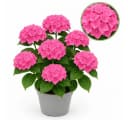 Exotenherz Hortensia Hydrangea Rosa 7-12 Blüten 23cm Topf Bild 2