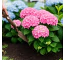 Exotenherz Hortensia Hydrangea Rosa 7-12 Blüten 23cm Topf Bild 3