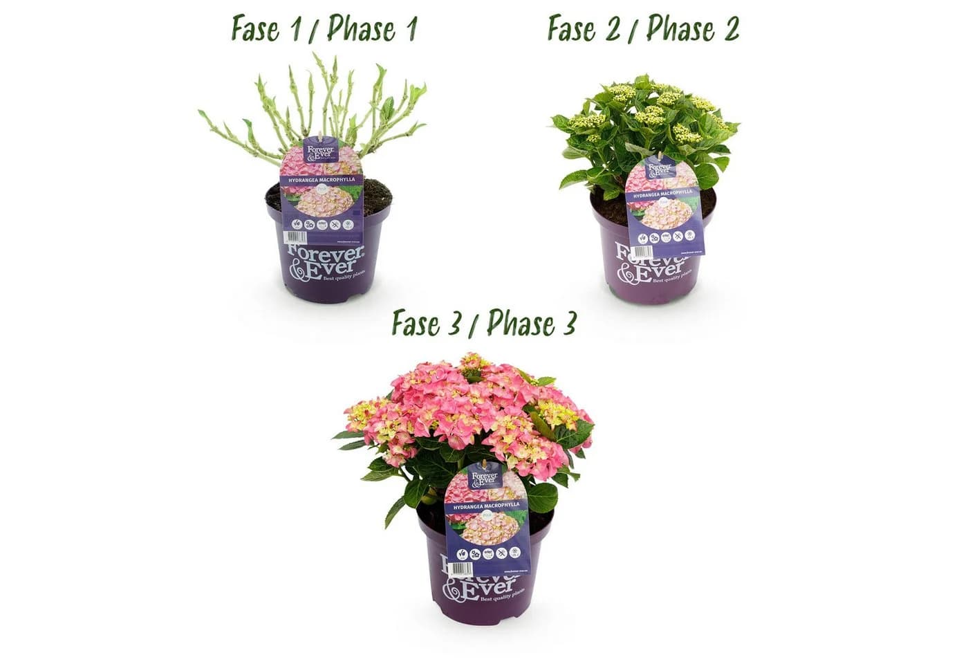 Exotenherz Hortensia Hydrangea Rosa 7-12 Blüten 23cm Topf - Bild 4
