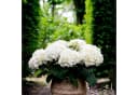 Exotenherz Hortensia Hydrangea Forever & Ever Weiß 7-12 Blüten 23cm Topf Bild 1