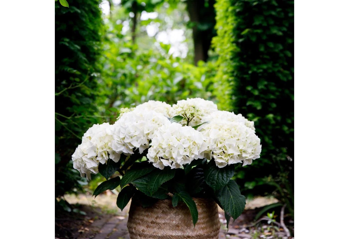 Exotenherz Hortensia Hydrangea Forever & Ever Weiß 7-12 Blüten 23cm Topf