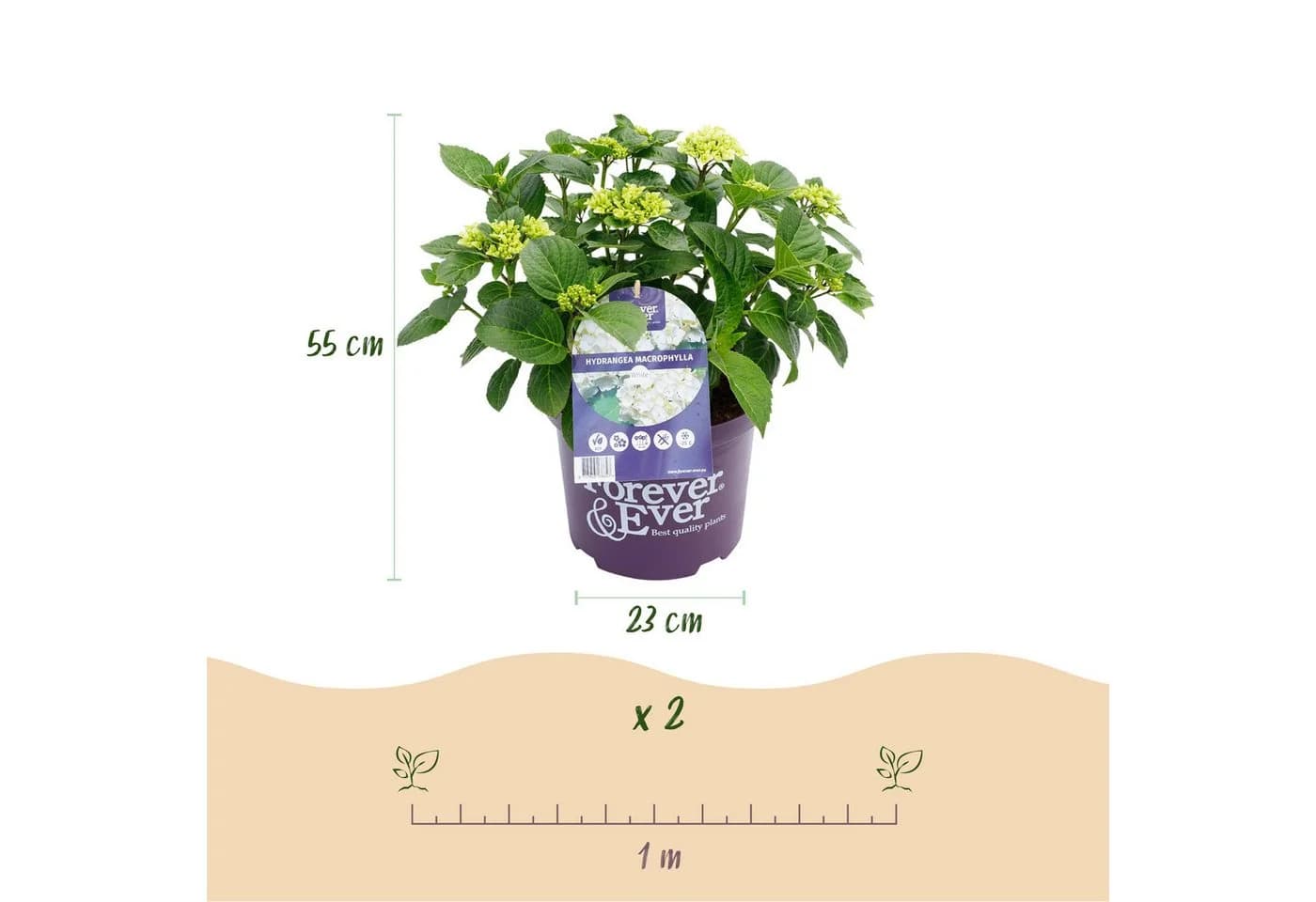 Exotenherz Hortensia Hydrangea Forever & Ever Weiß 7-12 Blüten 23cm Topf - Bild 3