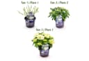 Exotenherz Hortensia Hydrangea Forever & Ever Weiß 7-12 Blüten 23cm Topf Bild 4