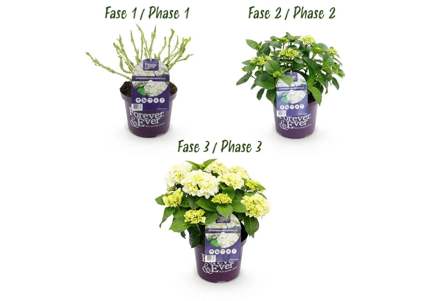 Exotenherz Hortensia Hydrangea Forever & Ever Weiß 7-12 Blüten 23cm Topf - Bild 4