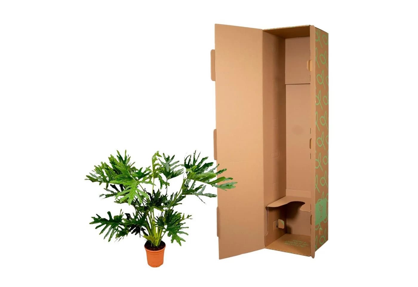 Exotenherz Philodendron Selloum Baumfreund ca. 100cm Topf 24cm