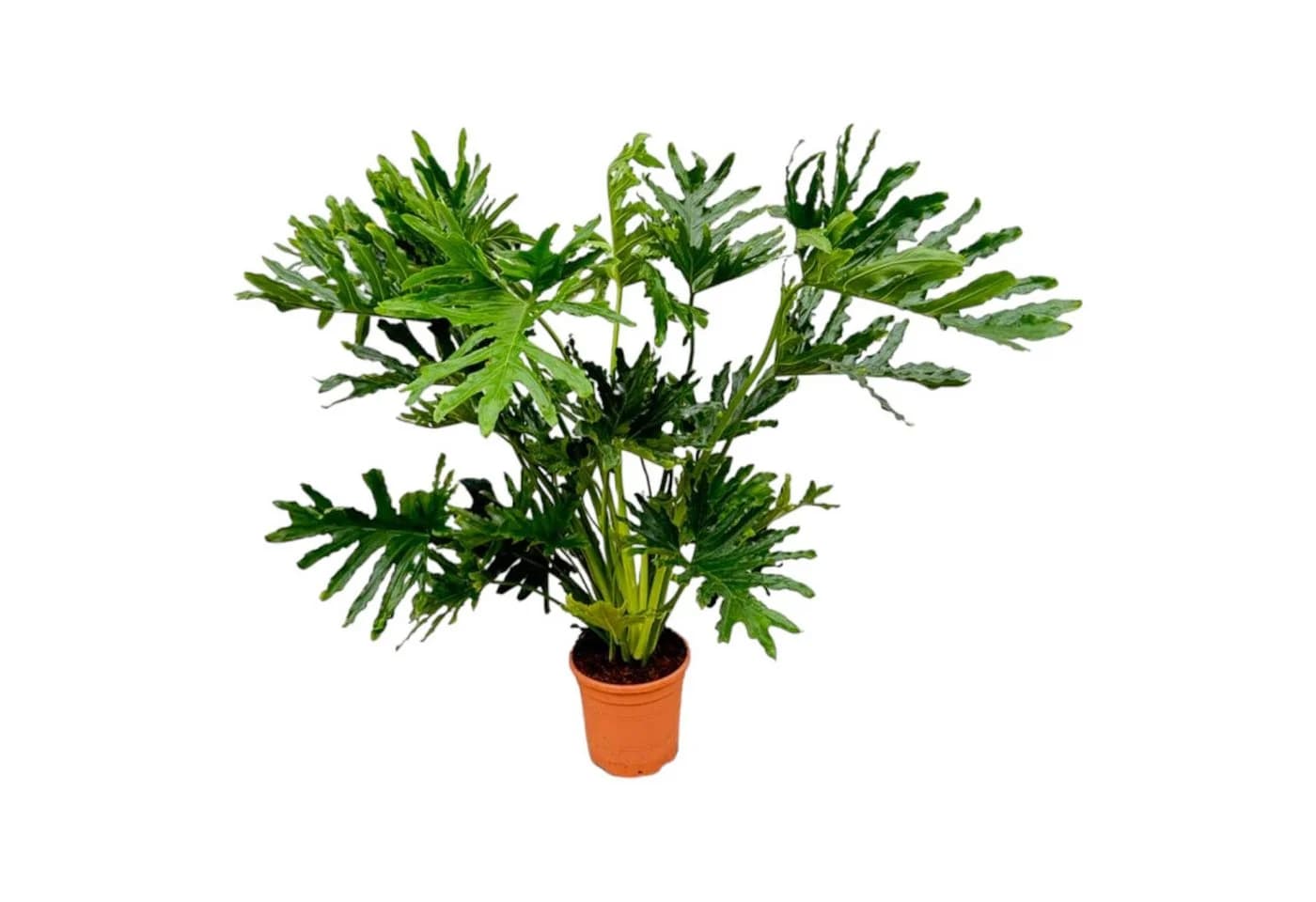 Exotenherz Philodendron Selloum Baumfreund ca. 100cm Topf 24cm - Bild 2