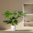 Exotenherz Philodendron Selloum Baumfreund ca. 100cm Topf 24cm Bild 3