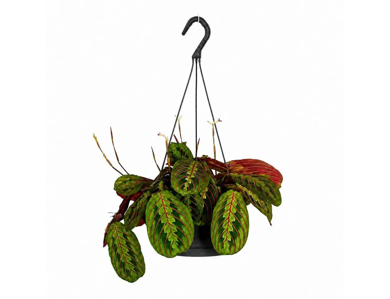 Exotenherz Maranta leuconeura 'Fascinator' Schattenpflanze 17cm Ampeltopf - Bild 2