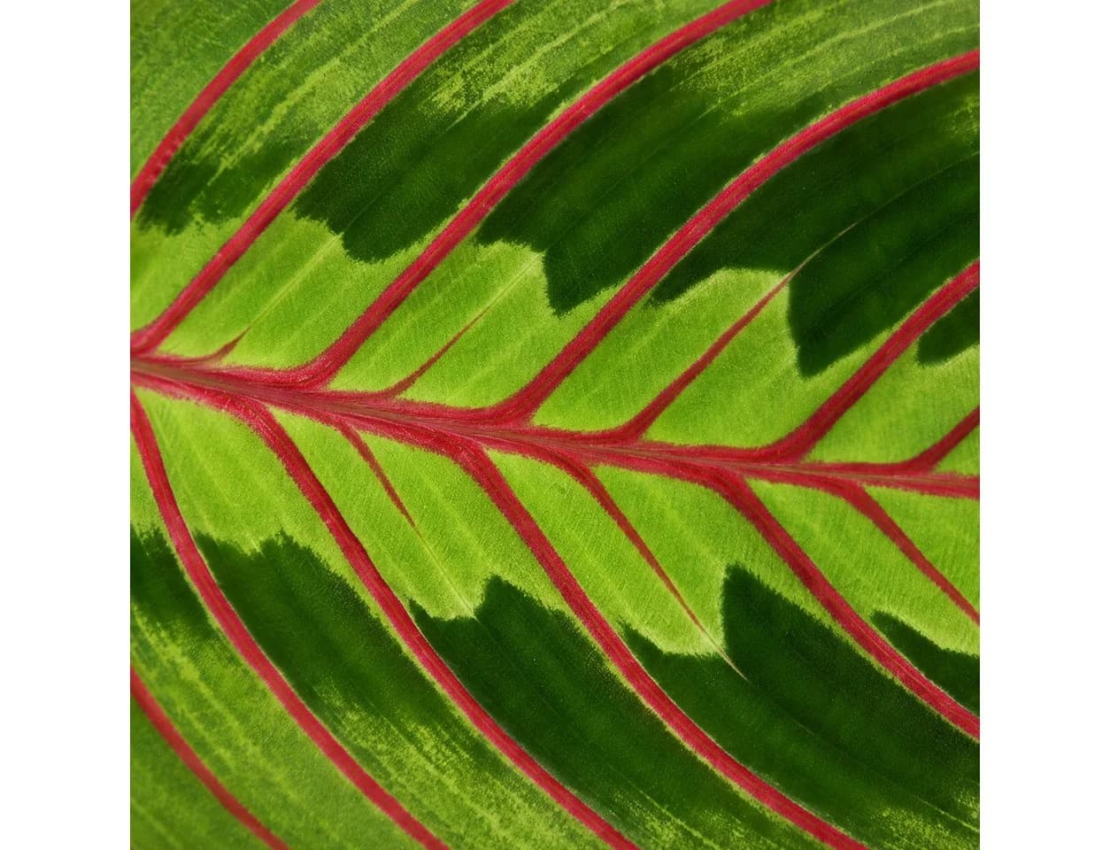 Exotenherz Maranta leuconeura 'Fascinator' Schattenpflanze 17cm Ampeltopf - Bild 3