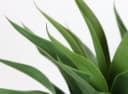 I.GE.A. Kunstpflanze Agave im Topf Grün Schwarz Bild 4