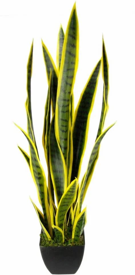 I.GE.A. Kunstpflanze Senseverie Grün 85 cm
